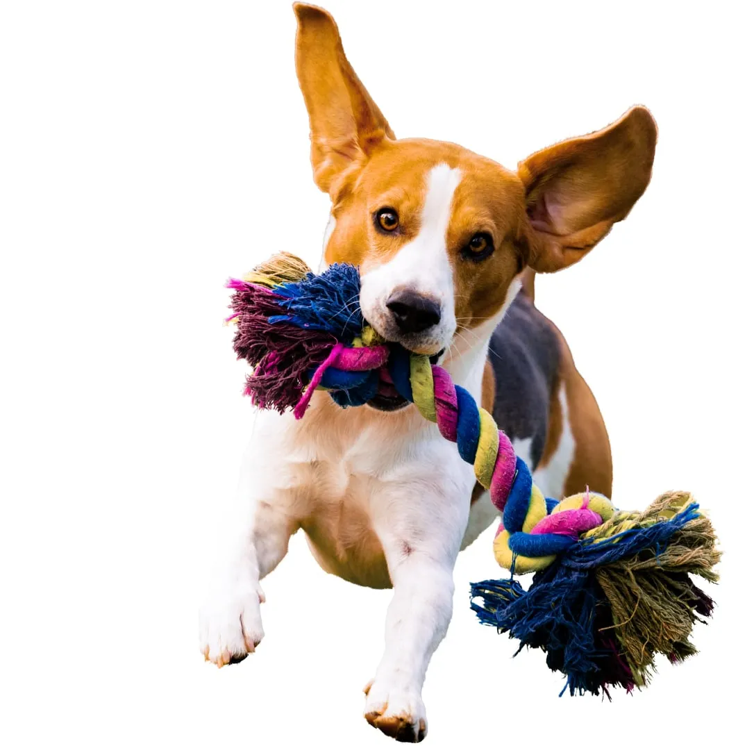 Beagle running with a toy