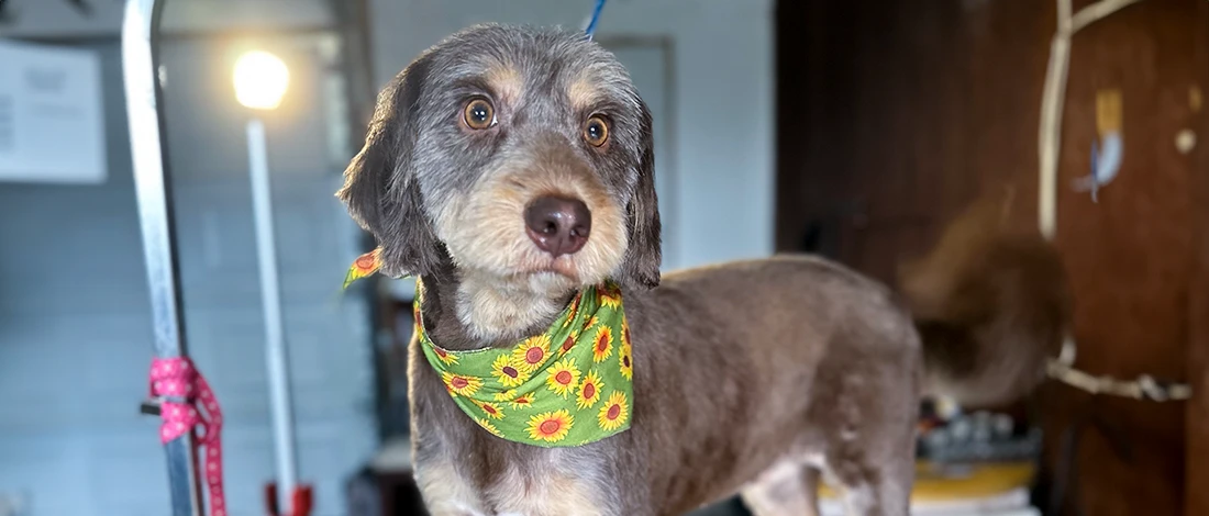 A cute dog after grooming