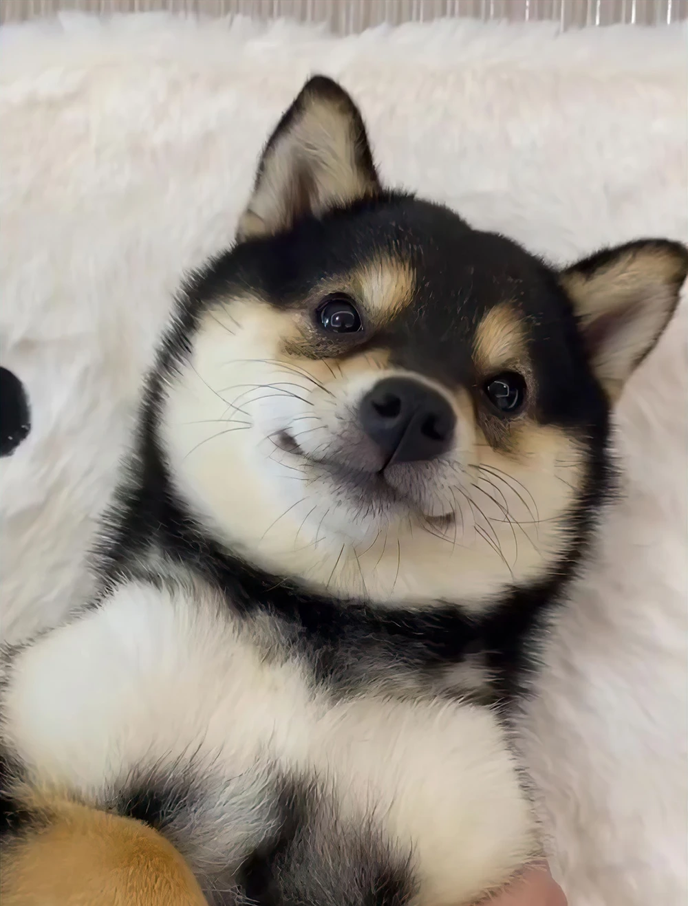 A cute dog ready for grooming