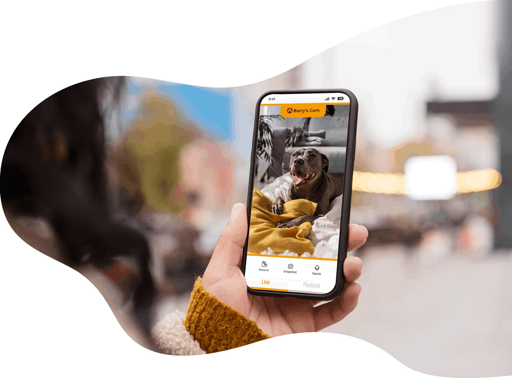 A dog being streamed on a phone