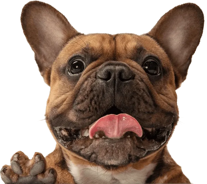 A french bulldog
