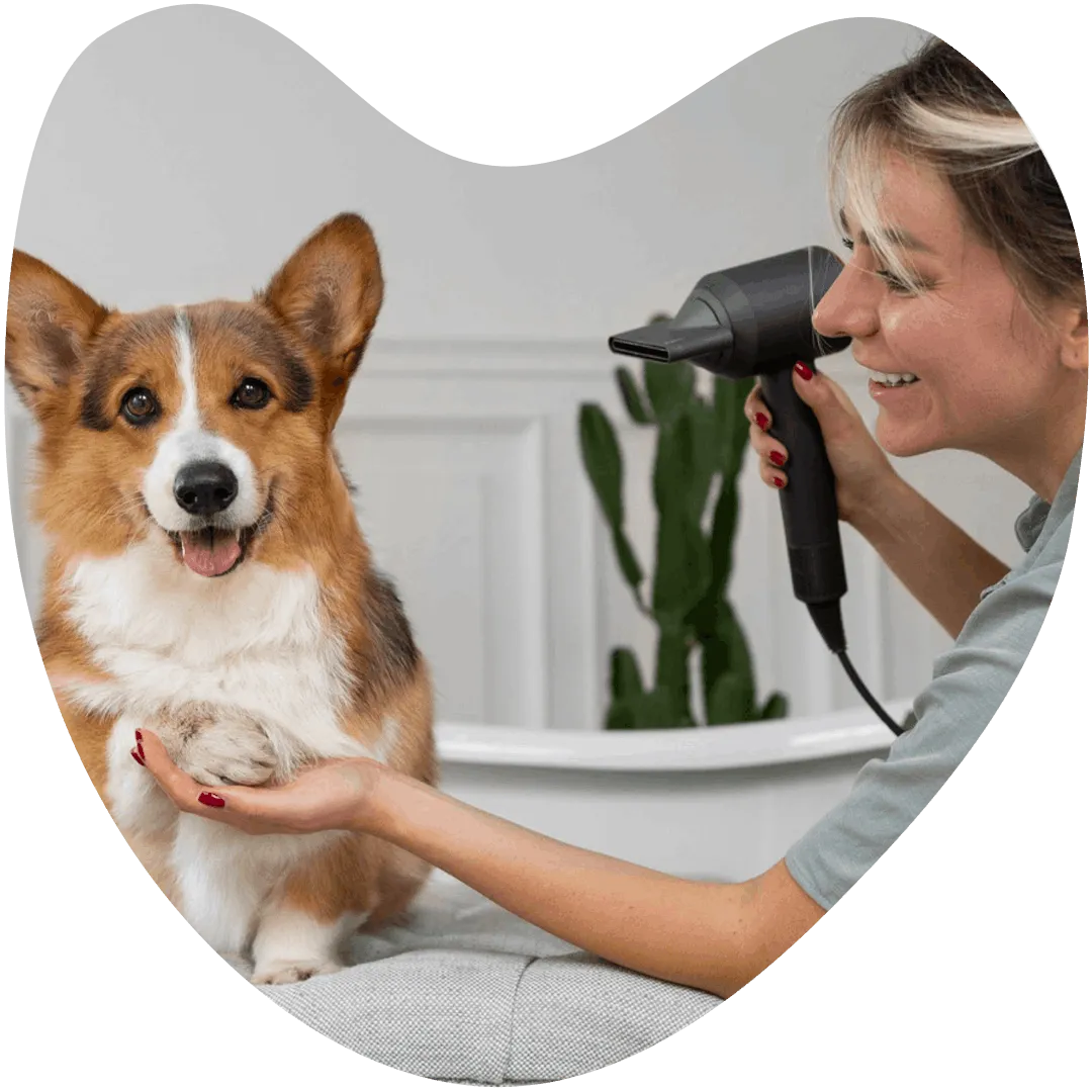 A corgi being groomed