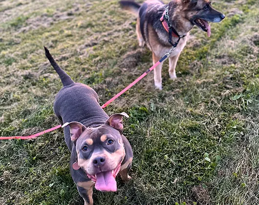 Two dogs on a walk